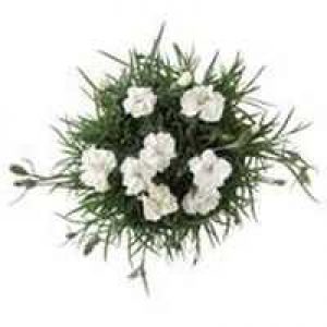 Woman’s Day New Idea Who Triple Pack  each