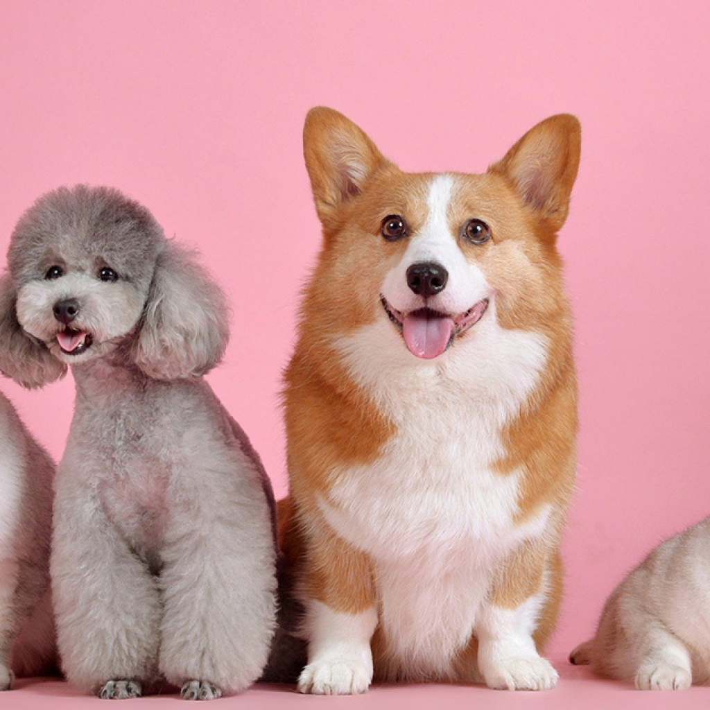 Pet Care Category Black Box Reviews main image