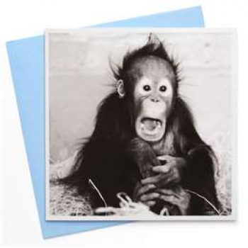 Camden Graphics Black And White Chimp each