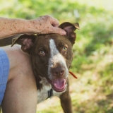 7 Easy Life Hacks Every Dog Owner Should Know